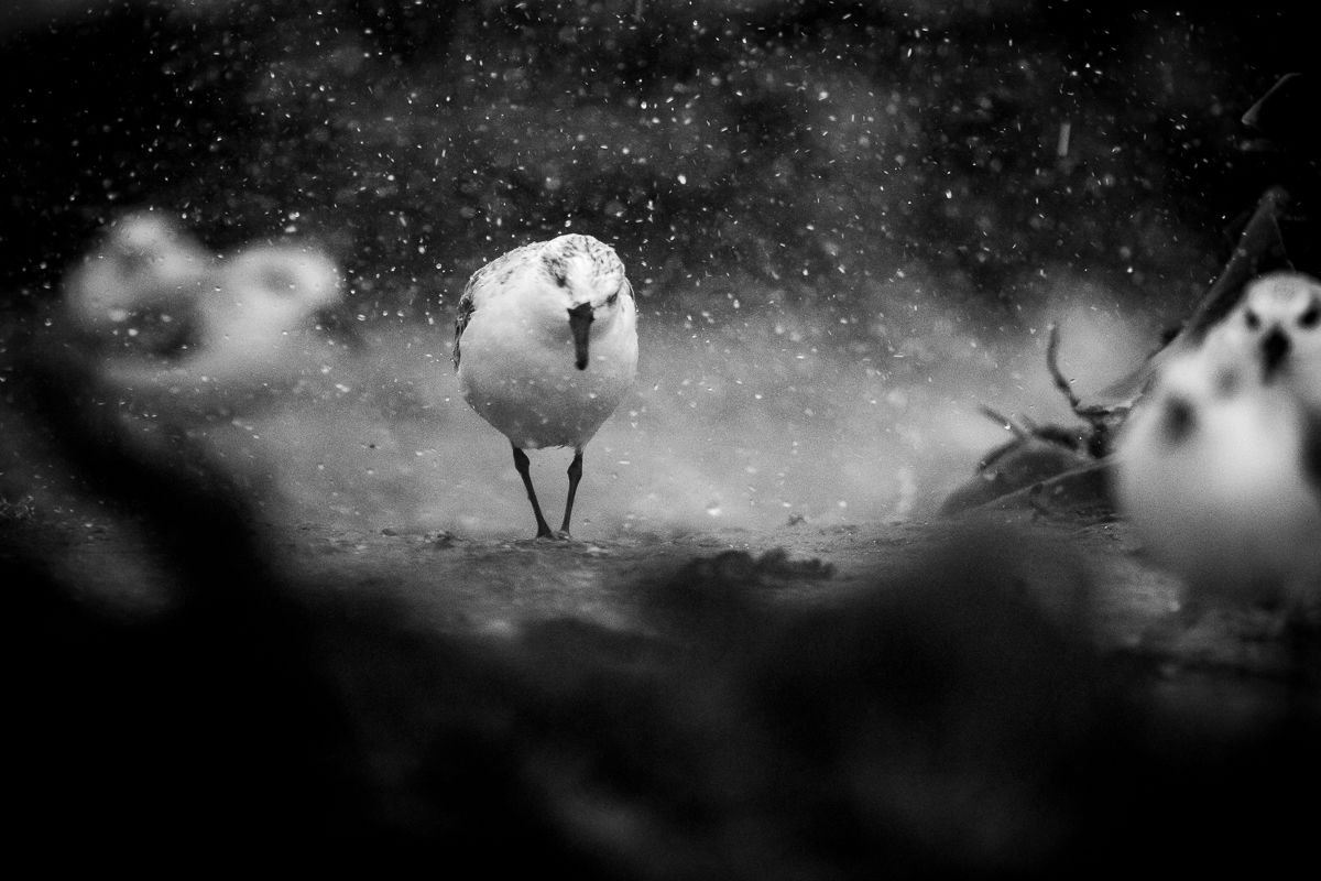 Naturalist image galleries